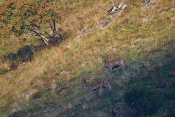 Rothirsch im Herbst in den Dolomiten