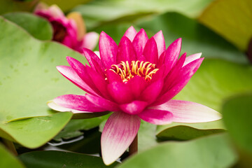 Beautiful lotus flower, pink nymphaea alba or water lily among green leaves with yellow pollen and...