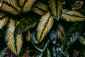 Calathea Ornata plant with big leaves