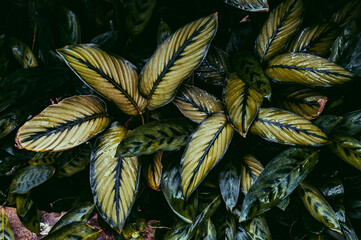 leaves in the garden