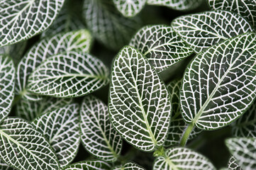 Obraz premium dark green leaves background. nerve plant or fittonia albivenis