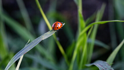 Ladybug sitting on a flower leaf warm spring day on a leaf insect beetle. Macro of seven spot ladybug Coccinella septempunctata .
