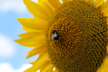ひまわりとミツバチ