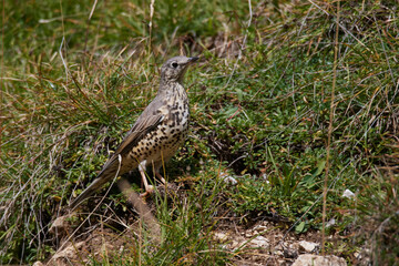 Misteldrossel (Turdus viscivorus) 