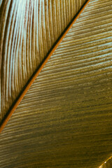 close up of feather