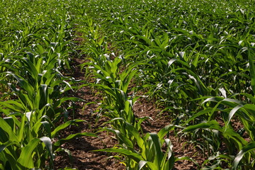 Corn field. Sprouts grow in rows, the future harvest on the farm. Summer, sunny weather.