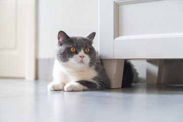 British Shorthair lying on the floor