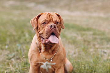 Portrait Dogue de Bordeaux. Dog French Mastiff pet