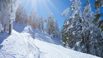 Winter panoramic view of the ski slope in the snowy forest on Mount Bachelor in Oregon.