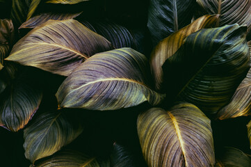 close up of a plant