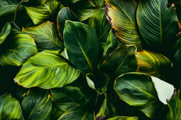 green leaves background