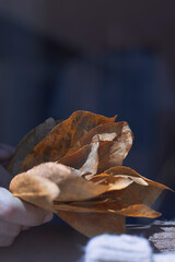 Woman hands hold a pile of fall leaves near the windows. Autumnal concept