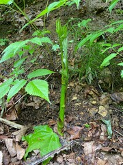 Wild plants