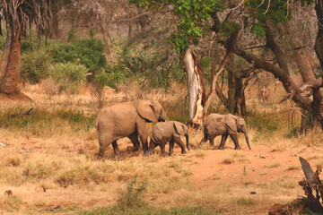 Eléphant et éléphanteau d'Afrique Loxodonta africana Afrique Kenya