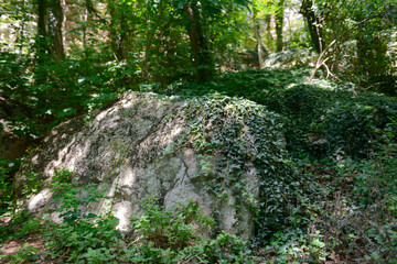 Fototapeta premium A large stone overgrown with grass in a dense green forest