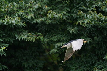 black crowned night heron in the rainy forest