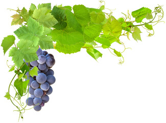 Vigne et grappe de raisin, fond blanc 