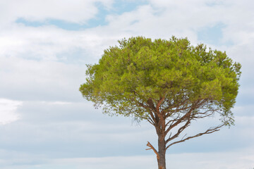 Lone pine tree against a blue cloudy sky with space for text
