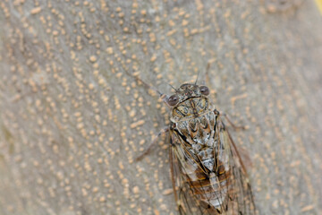 Obraz premium close up from above of a cicardid with brown tree bark in the background