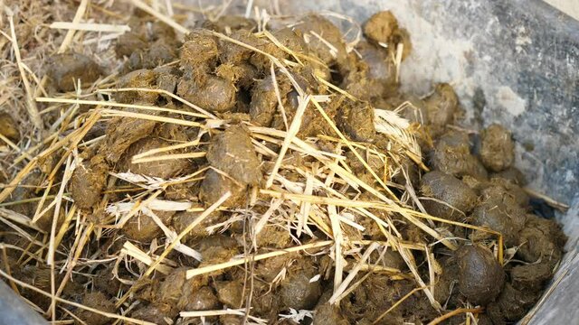 horse droppings, a pile of horse dung with hay