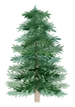 Hand painted watercolor spruce tree.