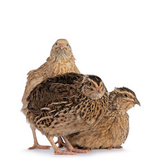 Flock of three different colored Quail birds, sitting together. Isolated on a white background.