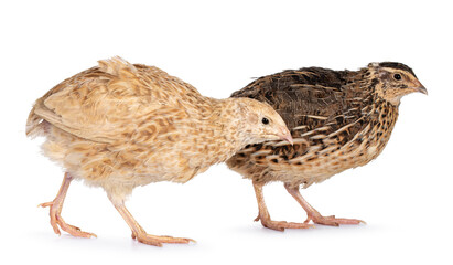 Yellow and roux brown Quail bird, standing side ways. Looking away from camera. isolated on a white background.