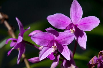 Sydney Australia, flower stem of a spathoglottis or purple orchid