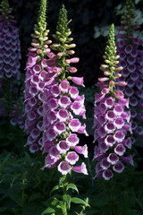 Obraz premium Sydney Australia, purple foxglove flower spikes