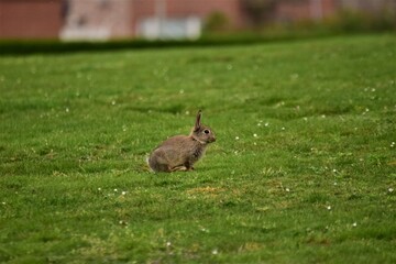 Brown rabbit running on a green lawn