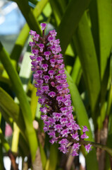 Sydney Australia, flower stem of a arpophyllum spicatum or candlestick orchid