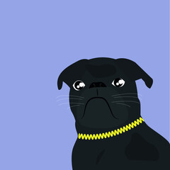 Serious dark colored bulldog with chain around his neck