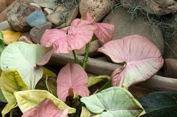 Sydney Australia, multi coloured leaves of a syngonium neon or pink arrowhead plant