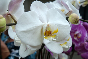 Sydney Australia, flowering white moth orchid 