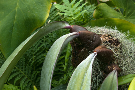 Sydney Australia, bulbophyllum fletcherianum or tongue orchid it grows  lithophytic or epiphytic, native to New Guinea.