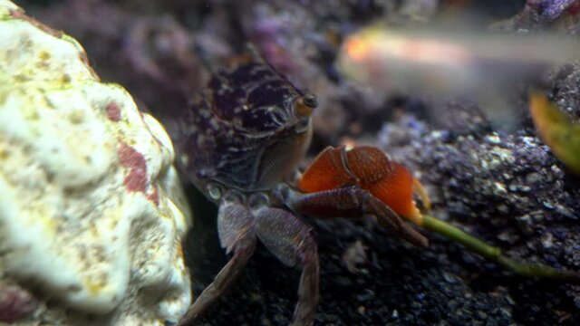 A red claw crab (Perisesarma bidens) moves a plant stem and retreats behind coral.