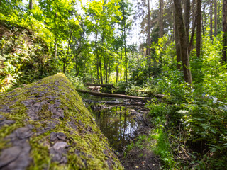 A fallen tree over a stream in the forest