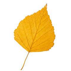 Yellow autumn leaf on a white background. Leaf from a tree isolated on a white background.