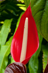 Sydney Australia, close-up of red flower of an anthurium chamberlainii native to Venezuela