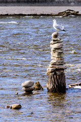 Furry & Feathered Friends 