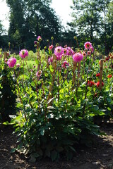 Pink dahlias