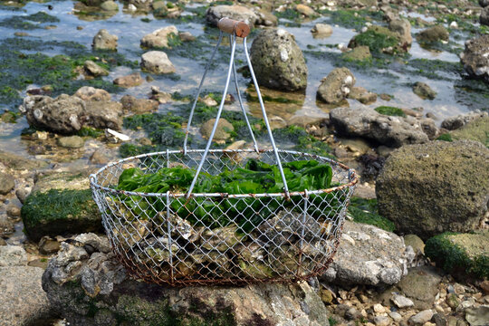 Panier d'hu&icirc;tres et algues