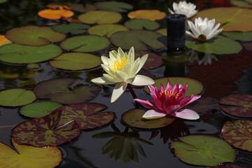 A beautiful water lily flower that hovers over the water