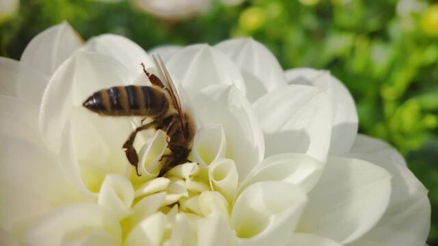 A honey bee in close-up, industriously collecting pollen in an orange core on a white flower.