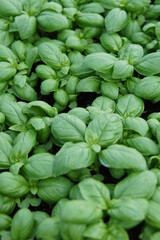 Basil
