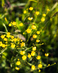 Close-up of flowers. Yellow flowers grow in the field. Park. Garden flowers. Nature. Buttercups