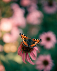 Beautiful butterfly in Echinacea wild flowers in morning haze light in nature close-up macro, copy space, cool blue tones. Delightful  artistic image..