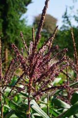 Dark red sweet corn flowers