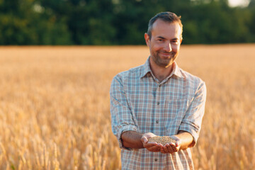 Farmer hands hold ripe wheat seeds after the harvest.