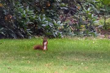 squirrel in the park